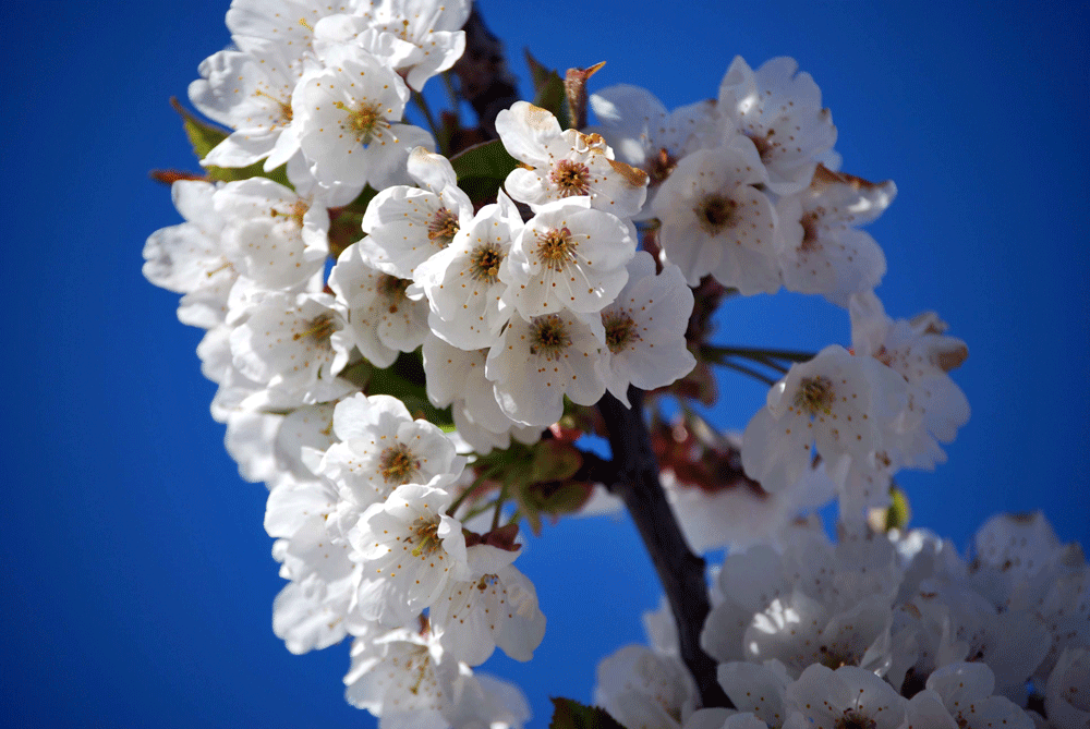 FLOR-DE-CEREZO