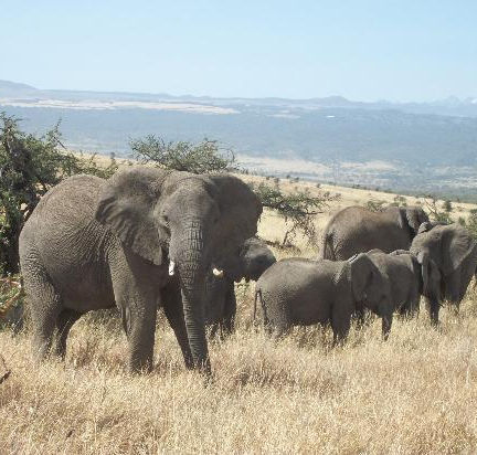 Bien préparer son safari en Afrique