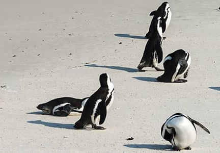 Explorer la ville de Johannesburg