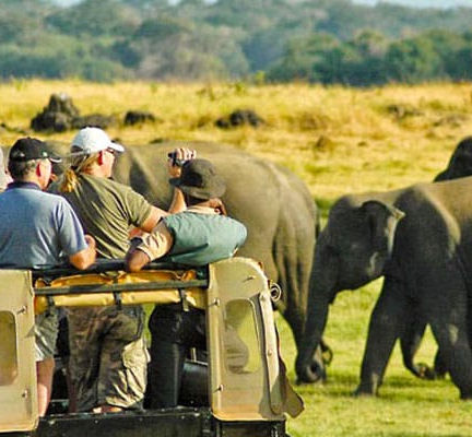 Voyage en Asie: un safari parmi les animaux sauvages du continent