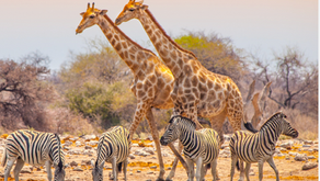 Situation au parc d'Etosha en Namibie
