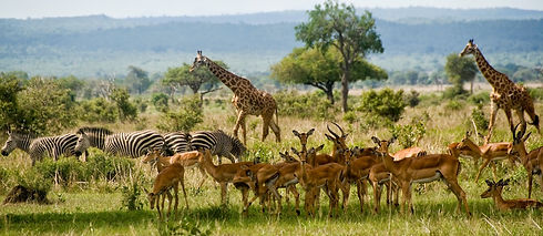 Mikumi, Tanzanie