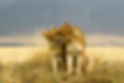 Ngorongoro.jpeg