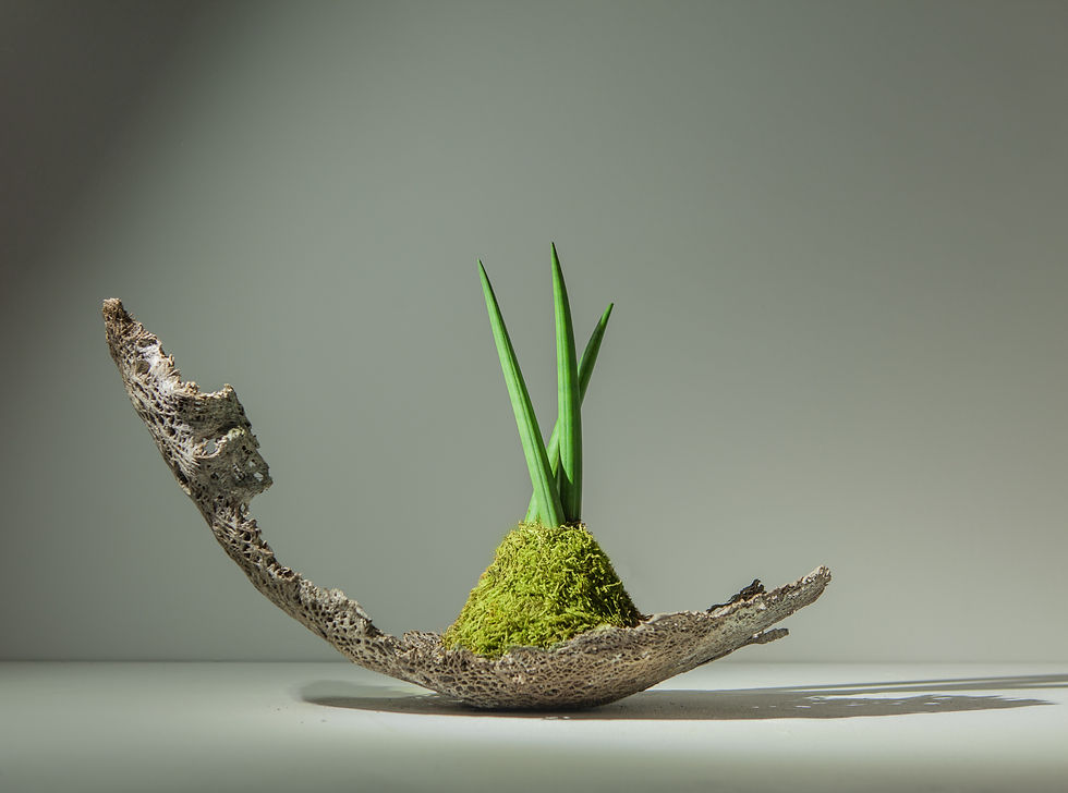 Miniatura: SANSEVIERIA