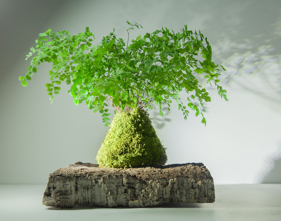 Miniatura: ADIANTUM