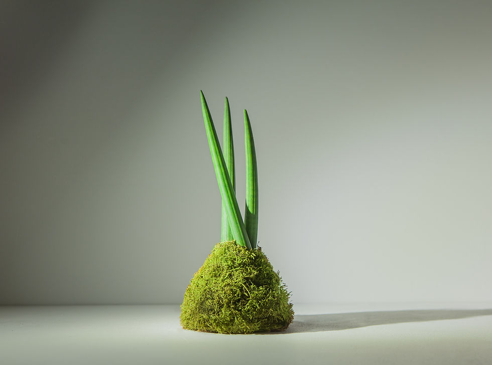 Miniatura: SANSEVIERIA