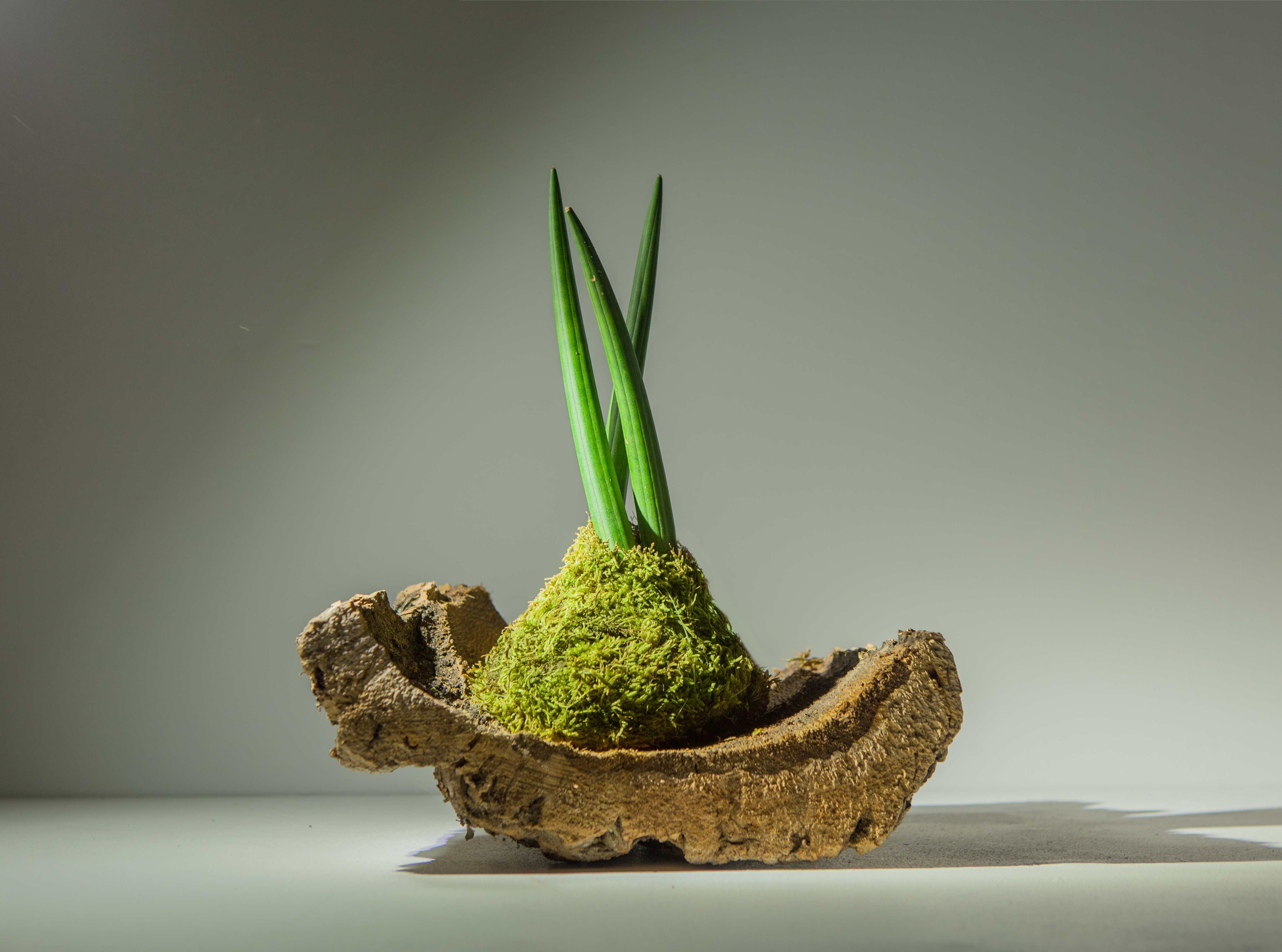 SANSEVIERIA
