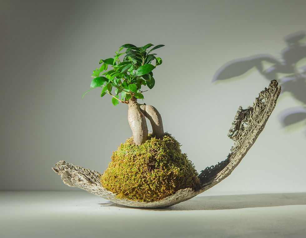 Miniatura: GINSENG