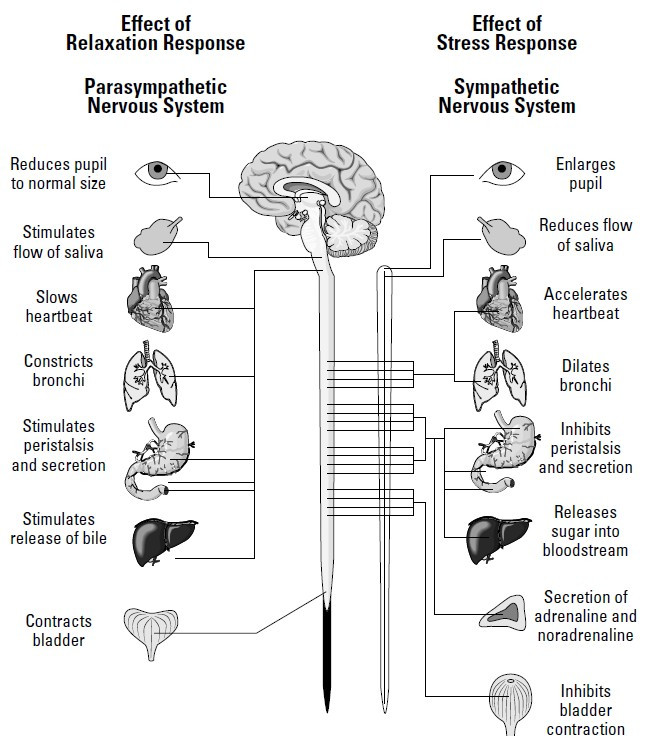 Reaction to Stimuli