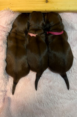 Puppies