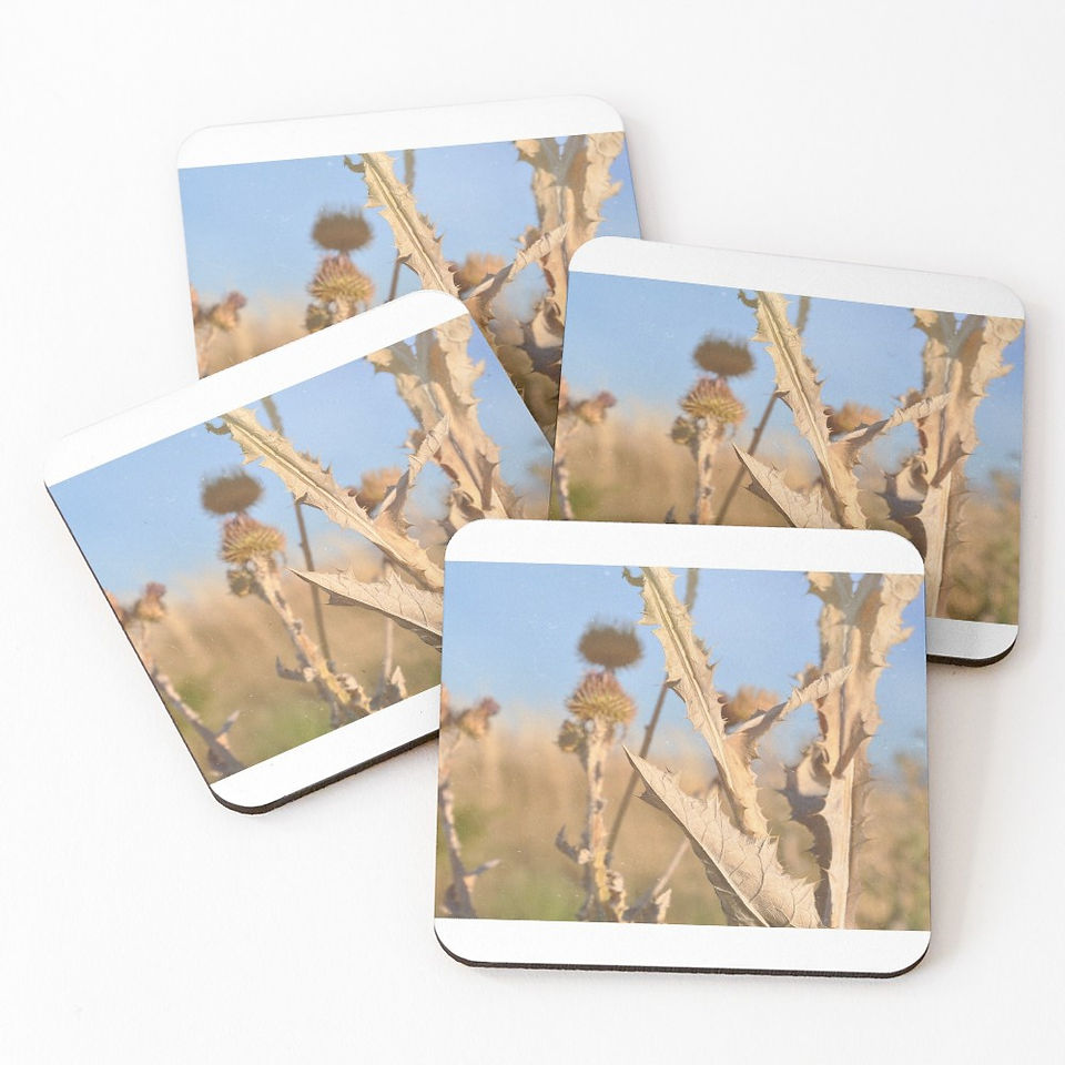 A Thorny Outlook Coasters