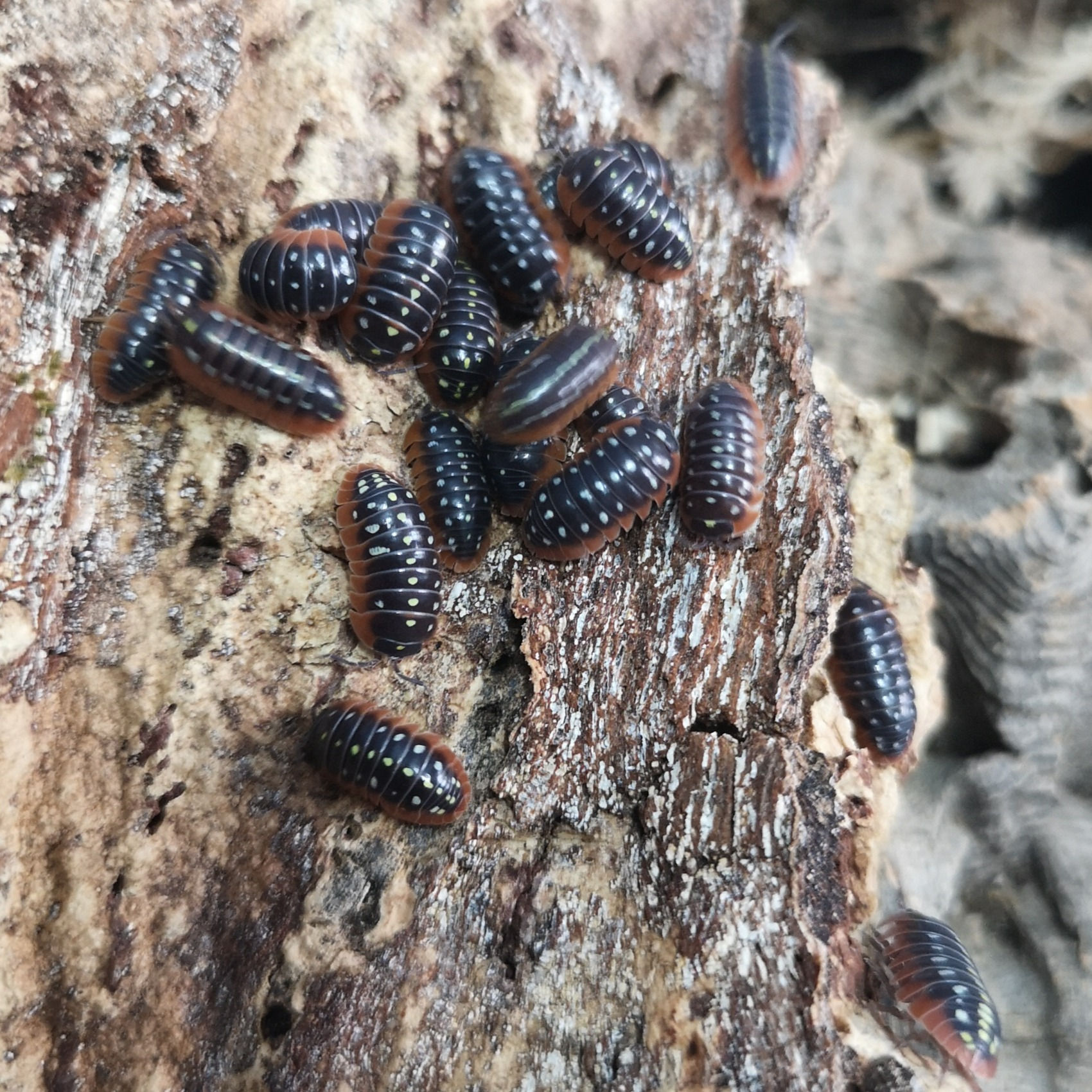 Armadillidum Klugii 'Montenegro'