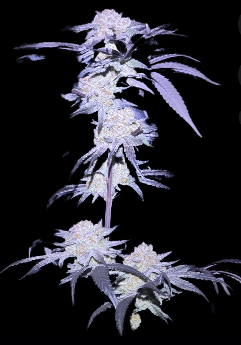 Caledonia Pharms homepage assets.jpg