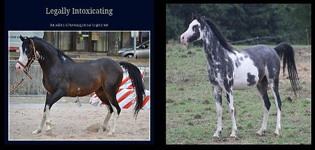 7d pedigree poeme.jpg