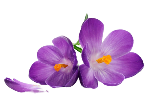 30-308971_purple-flowers-free-png-image-african-violet-violet_edited.png