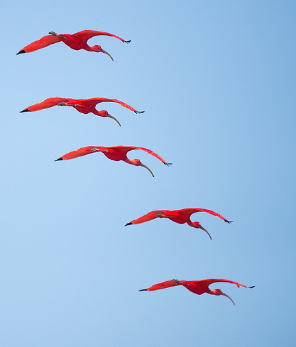 4 scarlet ibis flying in formation in the blue sky.