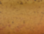 Thumbnail: Pitcher | 1.5 qt.