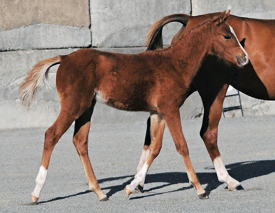 DSC_6629 (2)_edited.jpg