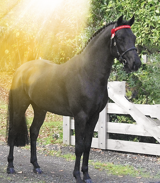 phils drive_edited_edited.png