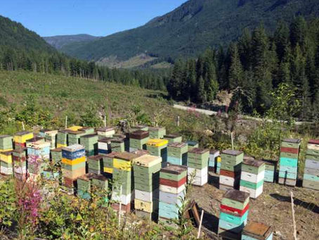 Do Your Bees Need Boundaries? New Study Reveals Honey Bee Colonies Avoid Foraging Turf Wars