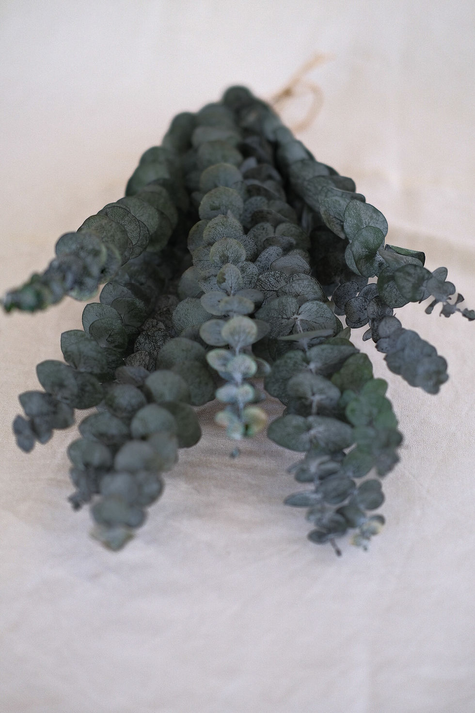 Bouquet d'eucalyptus