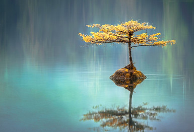 tree growing in lake depicting growth with hypnotherapy