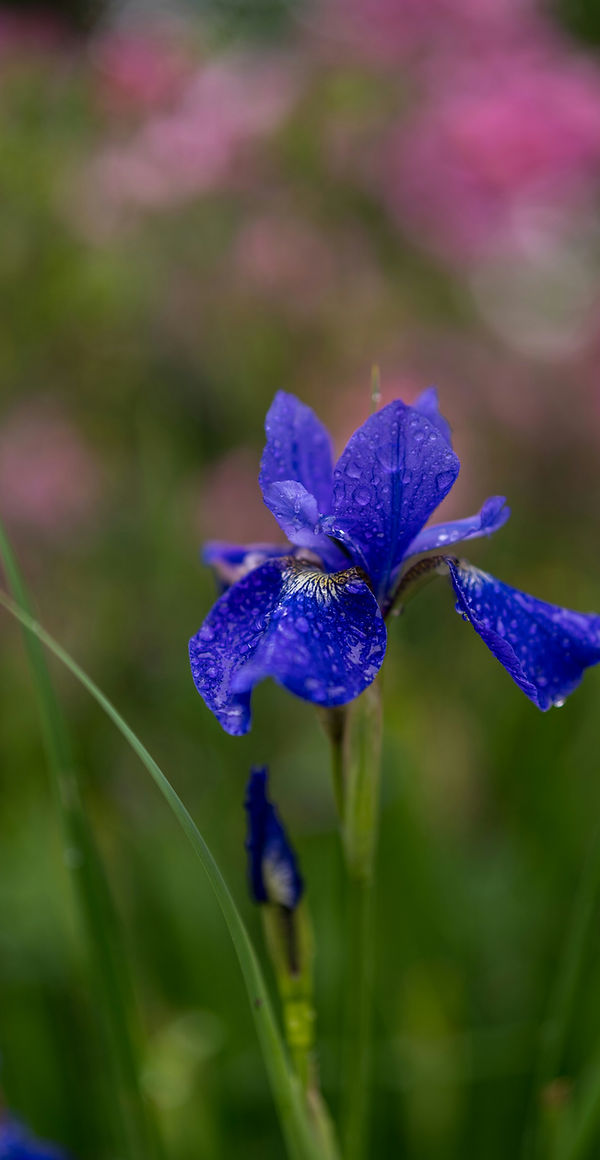 Blue iris or orchid in green field with pink blurred flowers