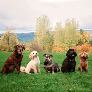 dogs.jpeg