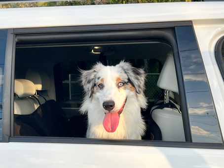 Dog on a Road Trip