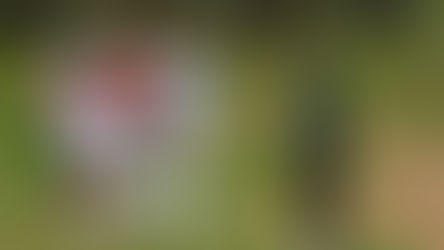 2026科技希望巡迴賽首站高潮落幕　                                          石澄璇強勢封后、謝承洧領軍業餘新星全面崛起