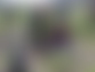 ESTUDIANTES DEL CECYTE PLANTARON 2,100 ÁRBOLES EN LA MALINCHE