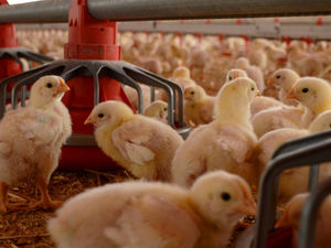 INICIA 2023 SIN FOCOS ACTIVOS DE INFLUENZA AVIAR AH5N1 EN EL PAÍS: AGRICULTURA