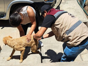 VACUNACIÓN ANTIRRÁBICA PREVIENE CONTAGIO EN PERROS Y GATOS