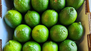 ENVÍAN PRIMERAS 40 TONELADAS DE LIMÓN VERACRUZANO A MERCADOS DE ESTADOS UNIDOS Y RUSIA