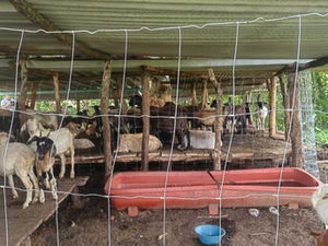 EMBARGA GOBIERNO DE MÉXICO 120 ANIMALES SIN DOCUMENTACIÓN EN OAXACA