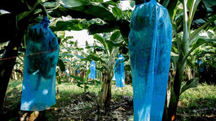 INCREMENTA AGRICULTURA ACCIONES PARA PREVENIR EL INGRESO DE ENFERMEDAD DEL PLÁTANO