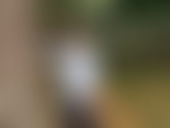 AMLO PROPONDRÁ A BIDEN ORDENAR FLUJO MIGRATORIO CON SEMBRANDO VIDA EN CENTROAMÉRICA