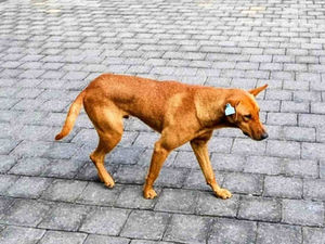 INICIATIVA POLÉMICA ANTE FALTA DE APLICACIÓN DE POLÍTICAS PARA ANIMALES EN SITUACIÓN DE CALLE