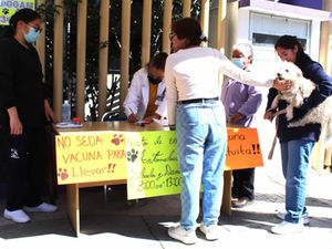 INICIA SECTOR SALUD CAMPAÑA DE VACUNACIÓN ANTIRRÁBICA CANINA Y FELINA