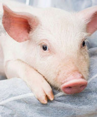 PROGRAMA “SE BUSCA” PARA LA DETECCIÓN TEMPRANA DE PESTE PORCINA AFRICANA