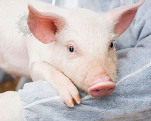 PROGRAMA “SE BUSCA” PARA LA DETECCIÓN TEMPRANA DE PESTE PORCINA AFRICANA