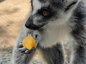EXHORTA GOBIERNO DEL ESTADO A CUIDAR A LOS ANIMALES ANTE OLA DE CALOR
