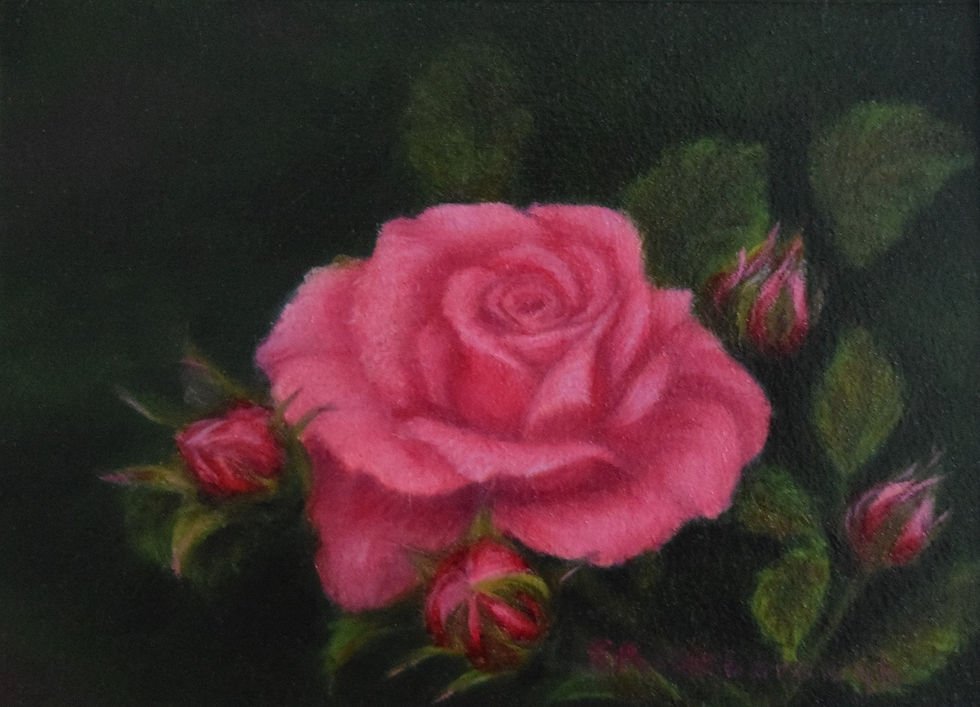 Pink Roses