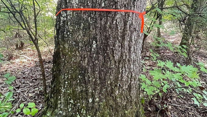 The plan called for a clearcut of merchantable timber in the designated areas, with selected hardwoods marked to remain. The goal was not simply maximum tree removal; it was to open land needed for future uses while retaining trees that added value to the property.