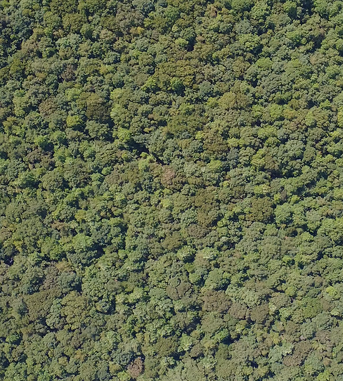 Drone Forest View.png