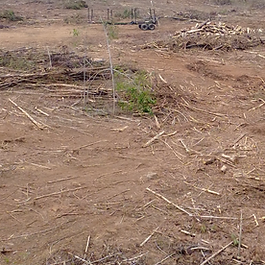 Approximately 50 acres were clearcut. The immediate result was open land, but not finished pasture: stumps, slash, woody debris, disturbed soil and equipment impacts remained. This condition became the baseline for the separate post-harvest land-conversion experiments.