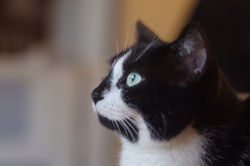 Single in November 2014Day 1Luna shot wi.jpg