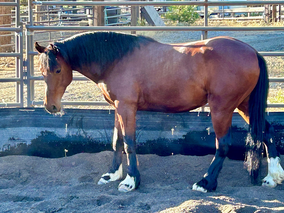 Waylon - Not Available