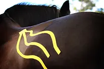 Equi-Tape Consultant Houston, TX