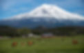 shasta-ranch.jpg